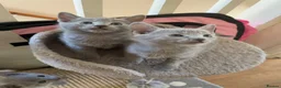 Russian Blue cats for sale: TICA 5* pedigree Russian blue kittens  - Advert 21