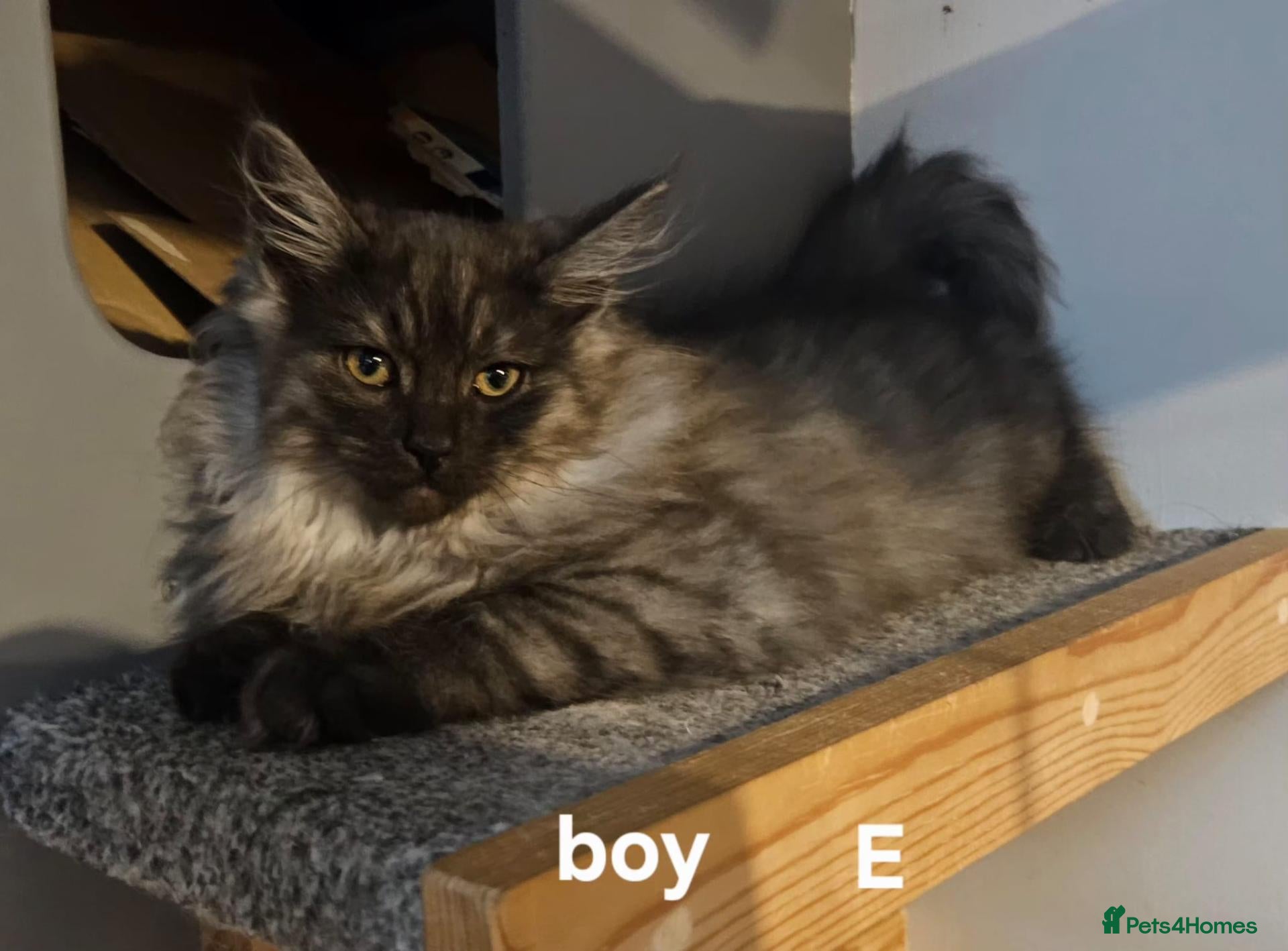 Maine Coon cats for sale: Large Maine Coon kittens regd European bloodline - Advert 20