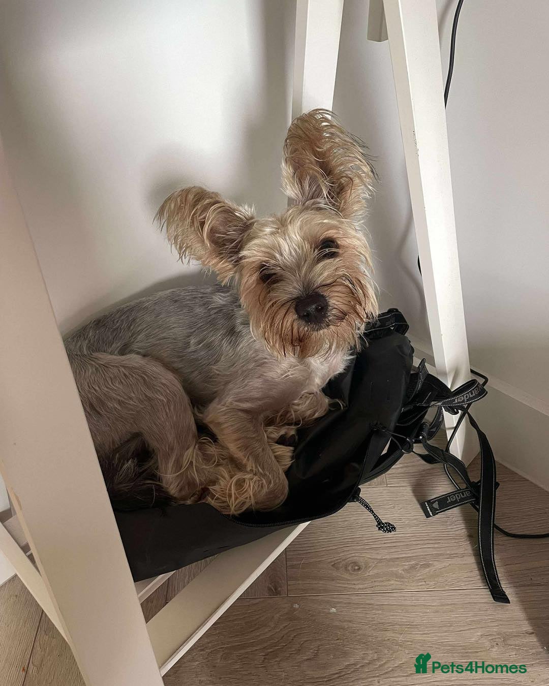 Mixed Breed dogs for adoption: Outgoing Osky - Advert 3