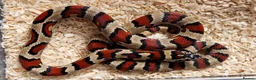 Mixed Breed reptiles for sale: Various snakes for sale - Advert 4