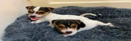 Jack Russell dogs for sale: Jack Russell’s pure in Bournemouth - Advert 4