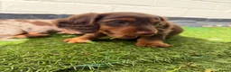 Miniature Dachshund dogs for sale: ONLY 2 LEFT!! KC Miniature Dachshund Puppies - Advert 23