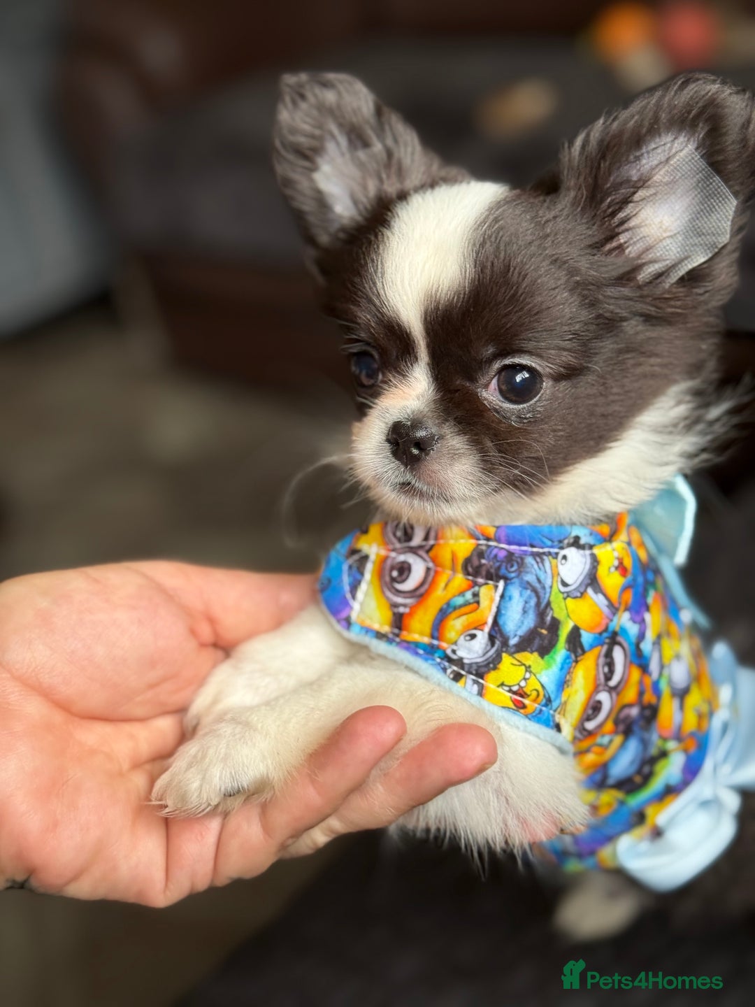 Chihuahua dogs for sale: Outstanding long haired Chihuahua puppy!! - Image 3
