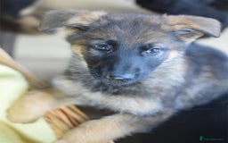 German Shepherd dogs for sale: German Shepherd Puppies - Image 2