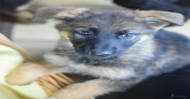 German Shepherd dogs - Advert 5