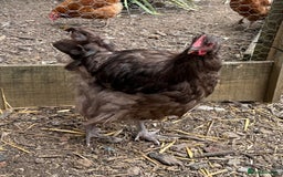 Chickens poultry for sale: 🐣 Beautiful Orpington Chicks & Cockerels for Sale - Image 17