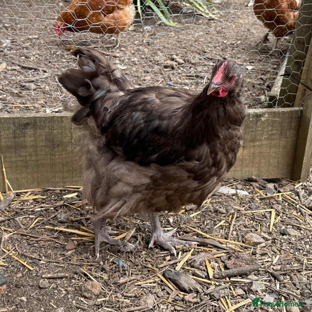 Chickens poultry for sale: 🐣 Beautiful Orpington Chicks & Cockerels for Sale - Image 17