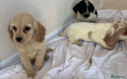 Cockapoo dogs for sale: Stunning cockapoo puppies - Image 17