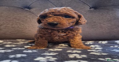 Cockapoo dogs - Advert 10