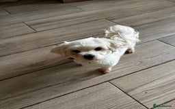 Maltese dogs for stud: Kc reg Maltease STUD in Northwich - Image 1