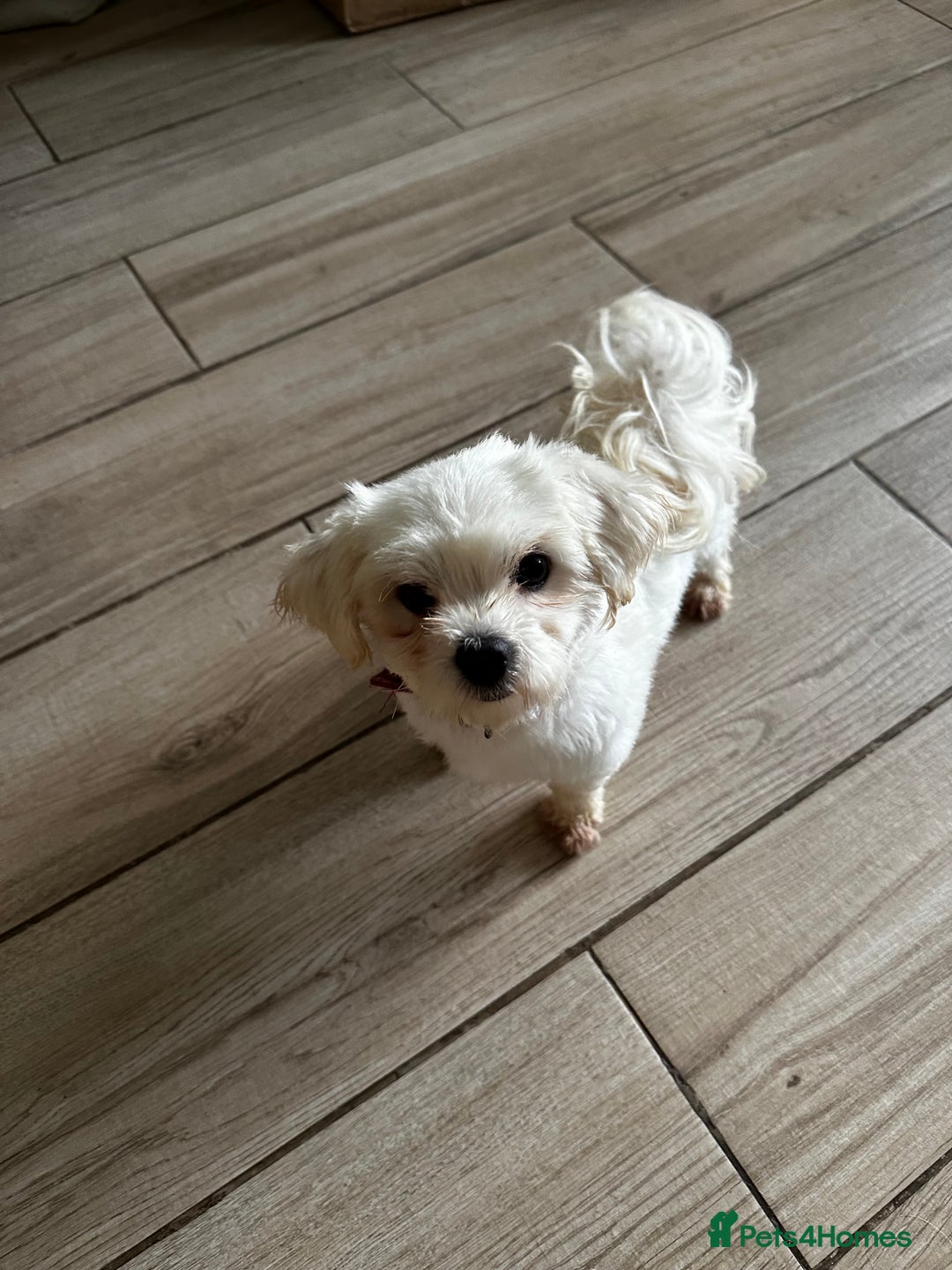 Maltese dogs for stud: Kc reg Maltease STUD in Northwich - Image 1
