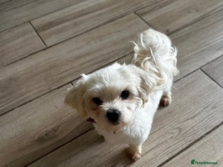 Maltese dogs in Northwich - Advert 6