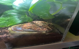 Frog reptiles for sale: Male Pac man frog for sale - Image 1