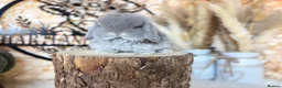 Mini Lop rabbits for sale: MINI LOPS | PEDIGREE  - Advert 13