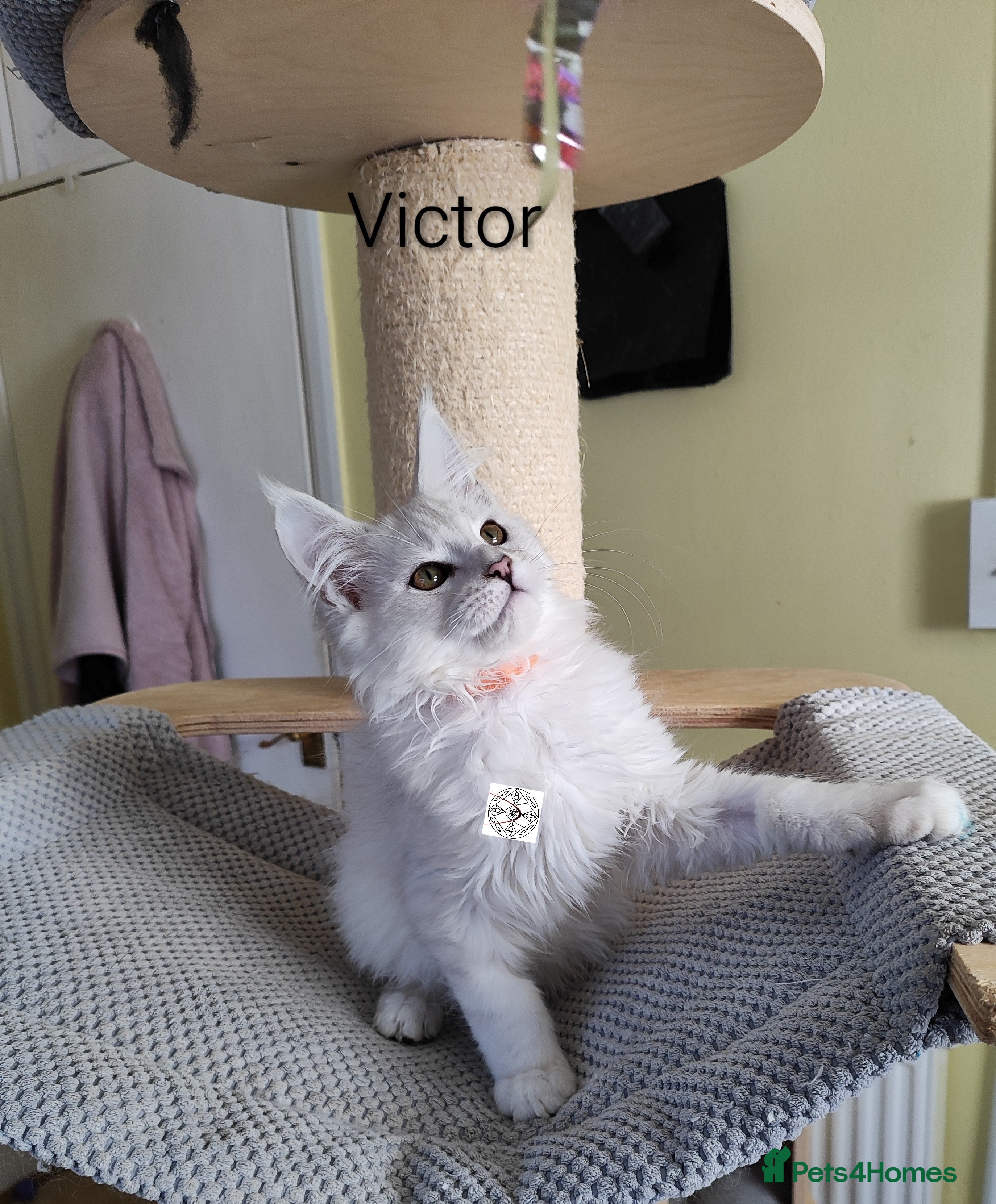 Maine Coon cats One boy & one girl left ‼️ ONLY PET ‼️ - Advert 12