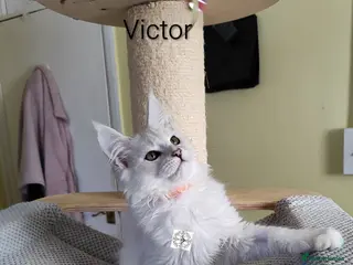 Maine Coon cats One boy & one girl left ‼️ ONLY PET ‼️ - Advert 12