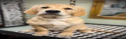 Golden Retriever dogs for sale: Golden Retriever Puppy in Chesterfield - Advert 4