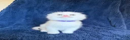 Scottish Fold cats for sale: Beautiful Scottish Fold & Straight Kittens - Advert 7