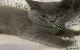 British Shorthair cats for sale: British shorthaired blue male kitten he is 8 weeks - Image 6