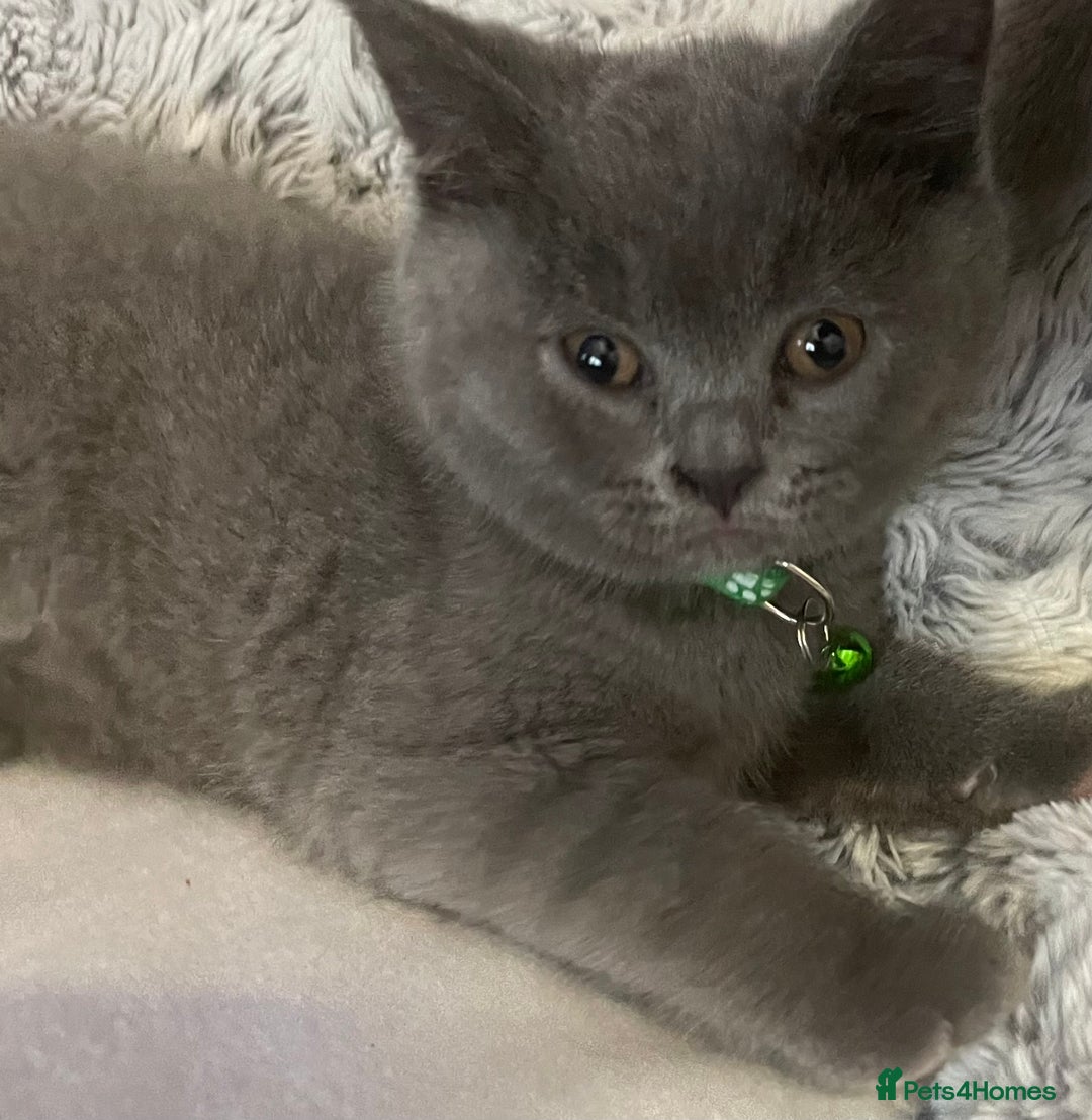 British Shorthair cats for sale: British shorthaired blue male kitten he is 8 weeks - Image 6