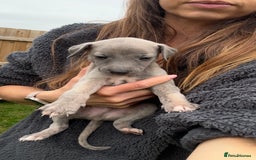 Whippet dogs for sale: OUTSTANDING PRESTIGIOUS LAGUNA BLUE WHIPPETS! KC - Image 9