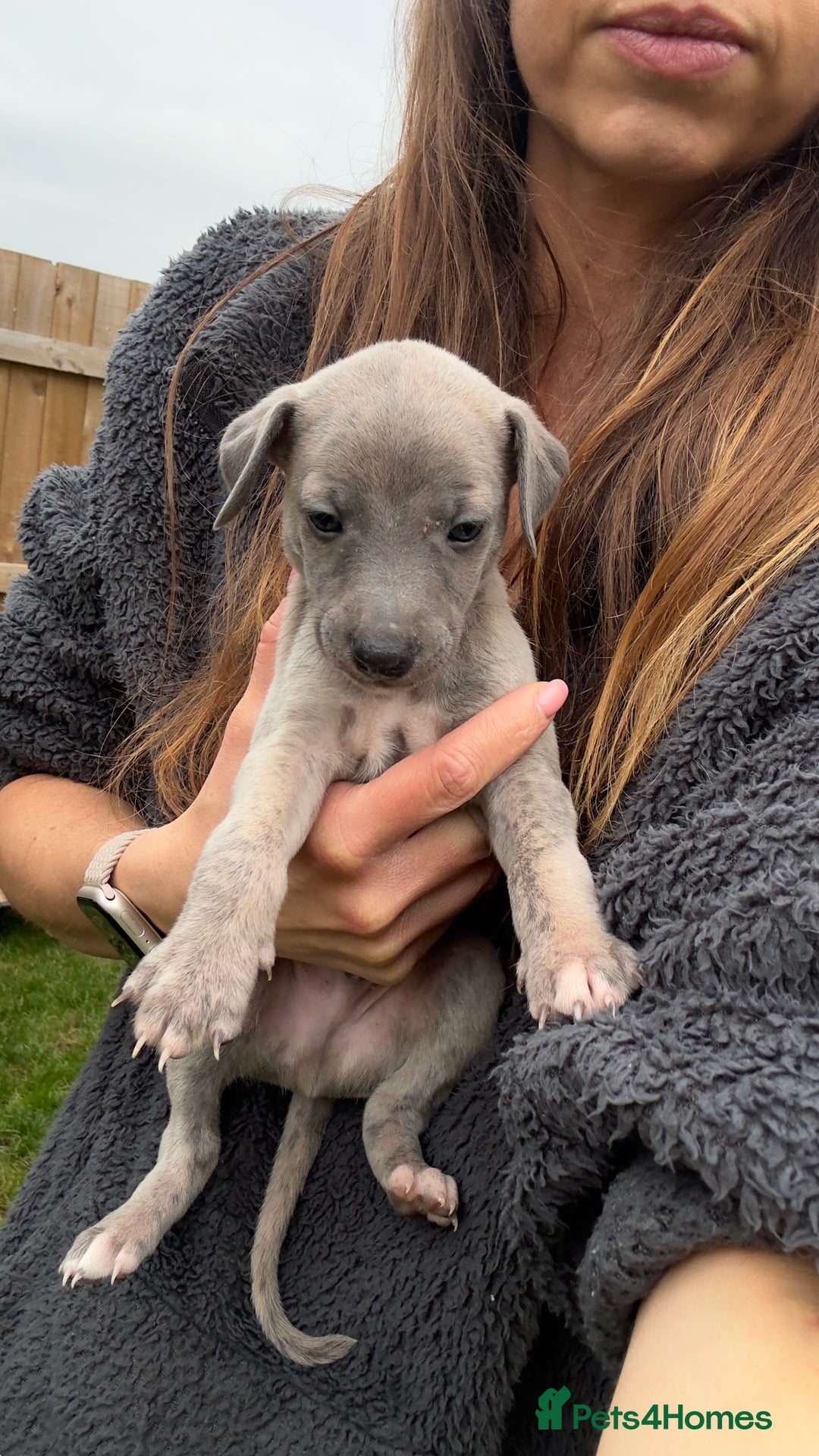 Whippet dogs for sale: OUTSTANDING PRESTIGIOUS LAGUNA BLUE WHIPPETS! KC - Image 9