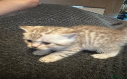 British Shorthair cats for sale: British Shorthair silver tabby and ginger - Image 2