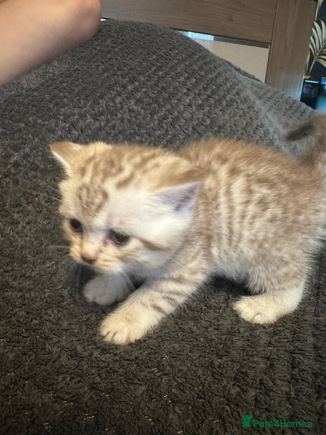 British Shorthair cats for sale: British Shorthair silver tabby and ginger - Image 2