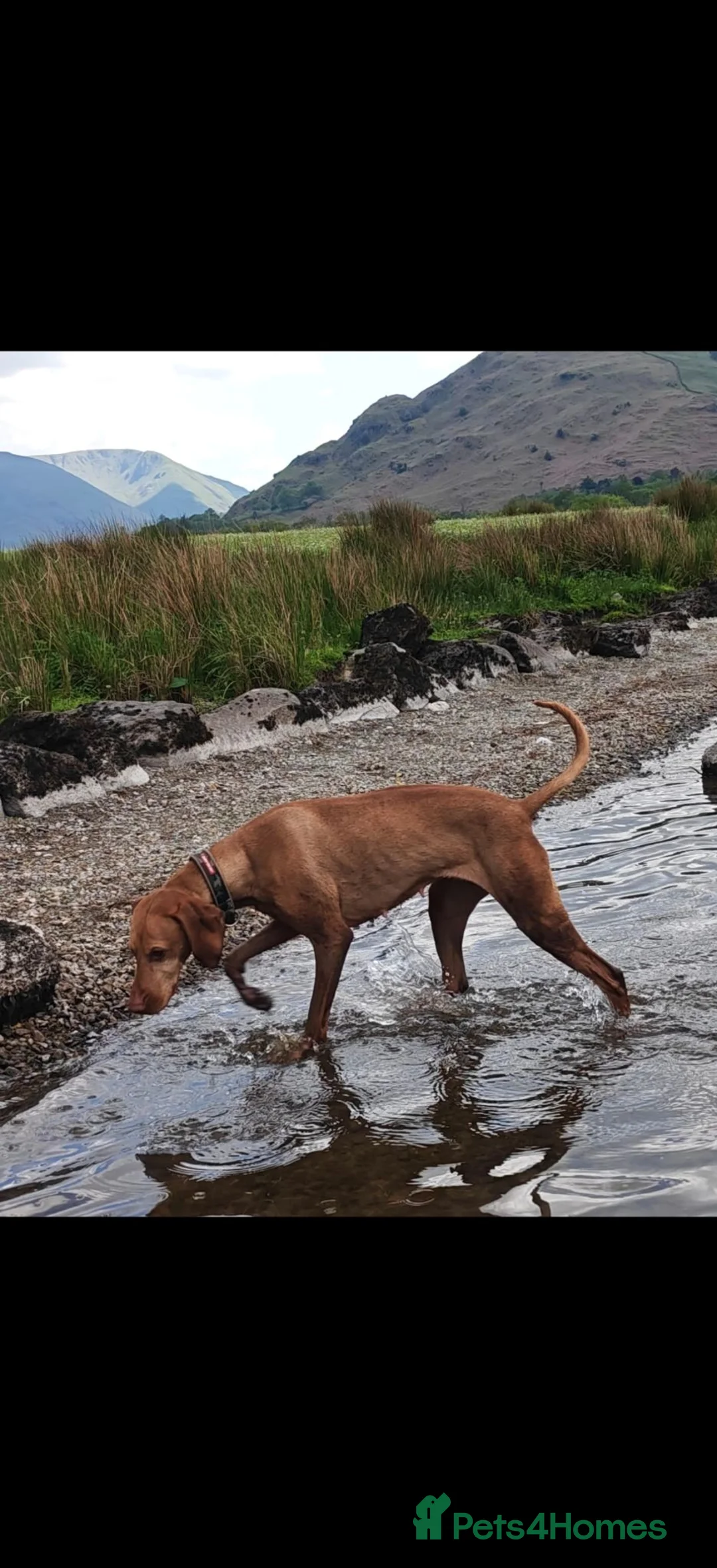 Hungarian Vizsla dogs for sale: Beautiful pedigree Hungarian vizsla litter of 9  - Advert 2