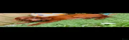 Irish Setter dogs for sale: Red Setter Puppies - Advert 3
