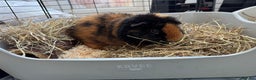Guinea Pig rodents for sale: 2 x Guinea Pigs with cages - Advert 2