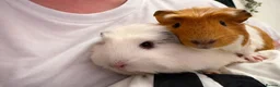 Guinea Pig rodents for sale: 2 gorgeous Female Sows - Advert 7