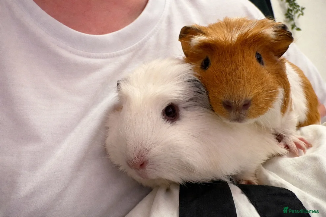 Guinea Pig rodents for sale: 2 gorgeous Female Sows - Advert 7