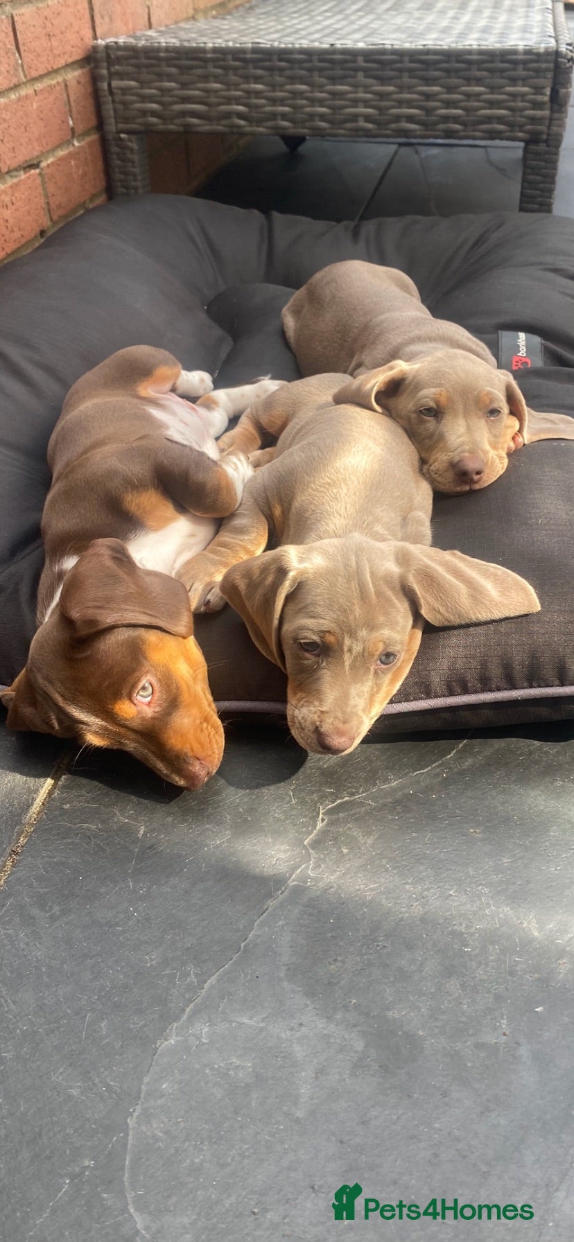 Miniature Dachshund dogs STUNNING Mini Dachs 🩶 🤎 - Advert 4