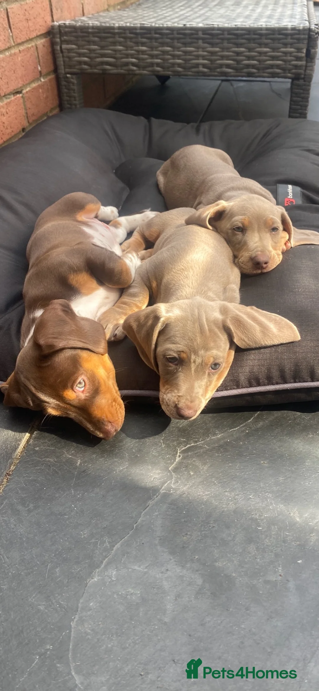 Miniature Dachshund dogs for sale: STUNNING Mini Dachs 🩶 🤎 - Advert 2
