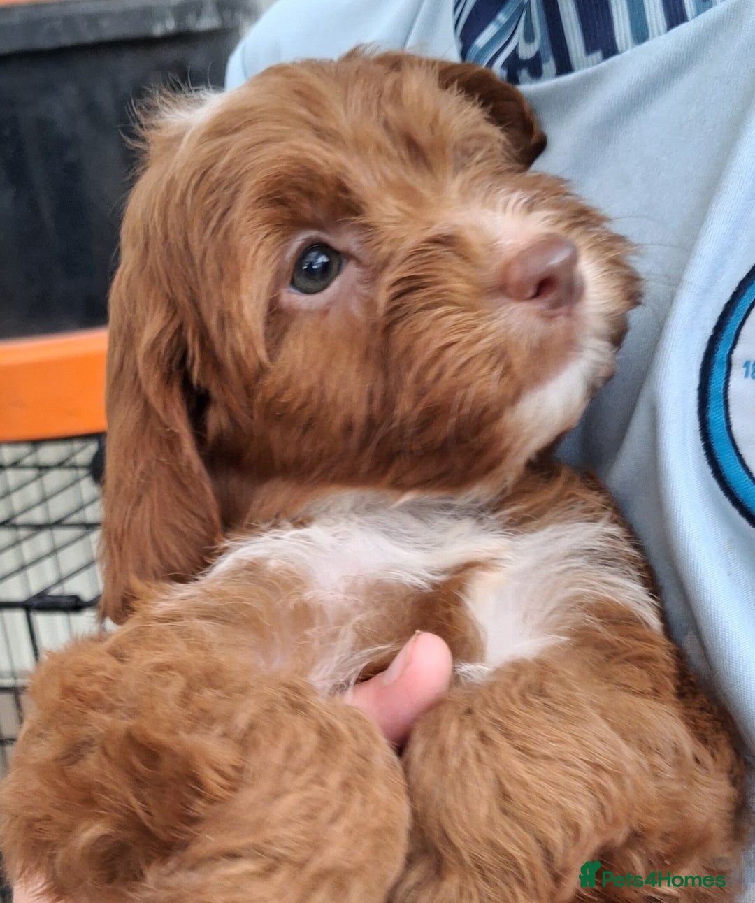 Cockapoo dogs for sale: ** LAST ADORABLE CURLY BLACK & WHITE COCKAPOOS **  - Advert 33