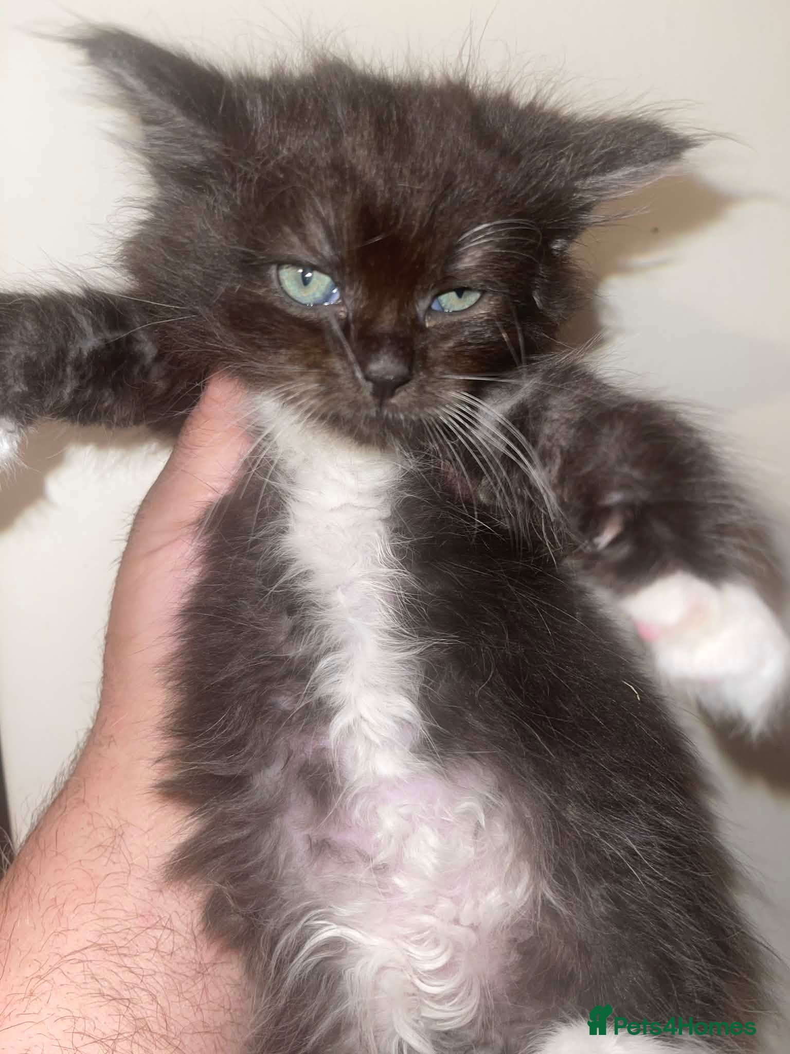 Ragcoon cats Ragdoll x Maine Coons - Advert 1