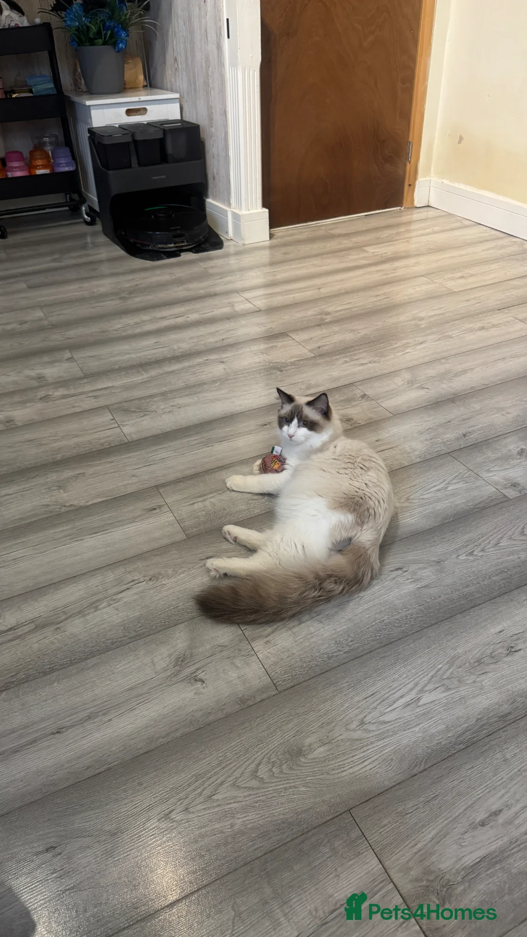 Ragdoll cats for sale: Chunky seal bicolour kitten - Advert 2
