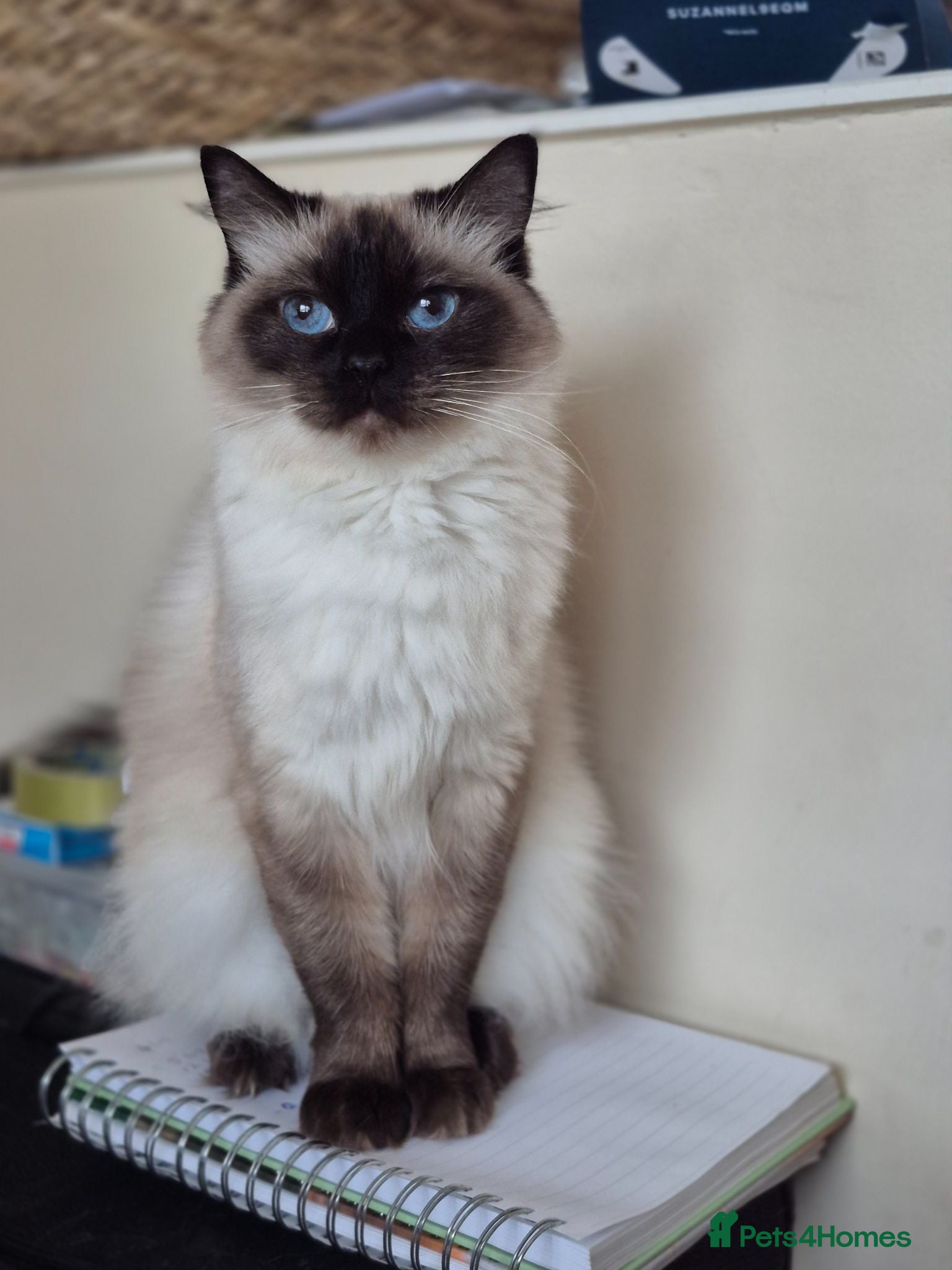 Ragdoll cats Pure Ragdoll KIttens - Advert 2