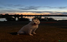 Siberian Husky dogs for sale: Girl Siberian husky  - Advert 1