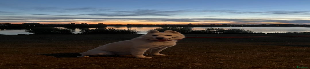 Siberian Husky Puppy 1