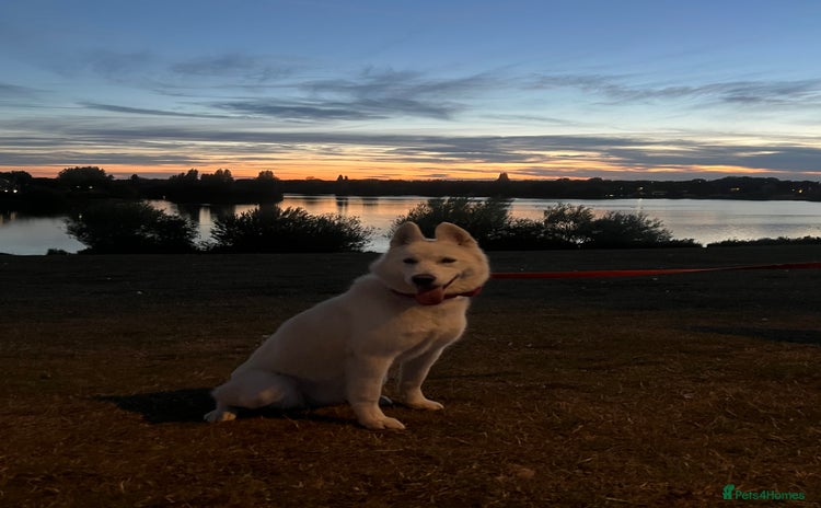 Siberian Husky dogs Girl Siberian husky  - Advert 1