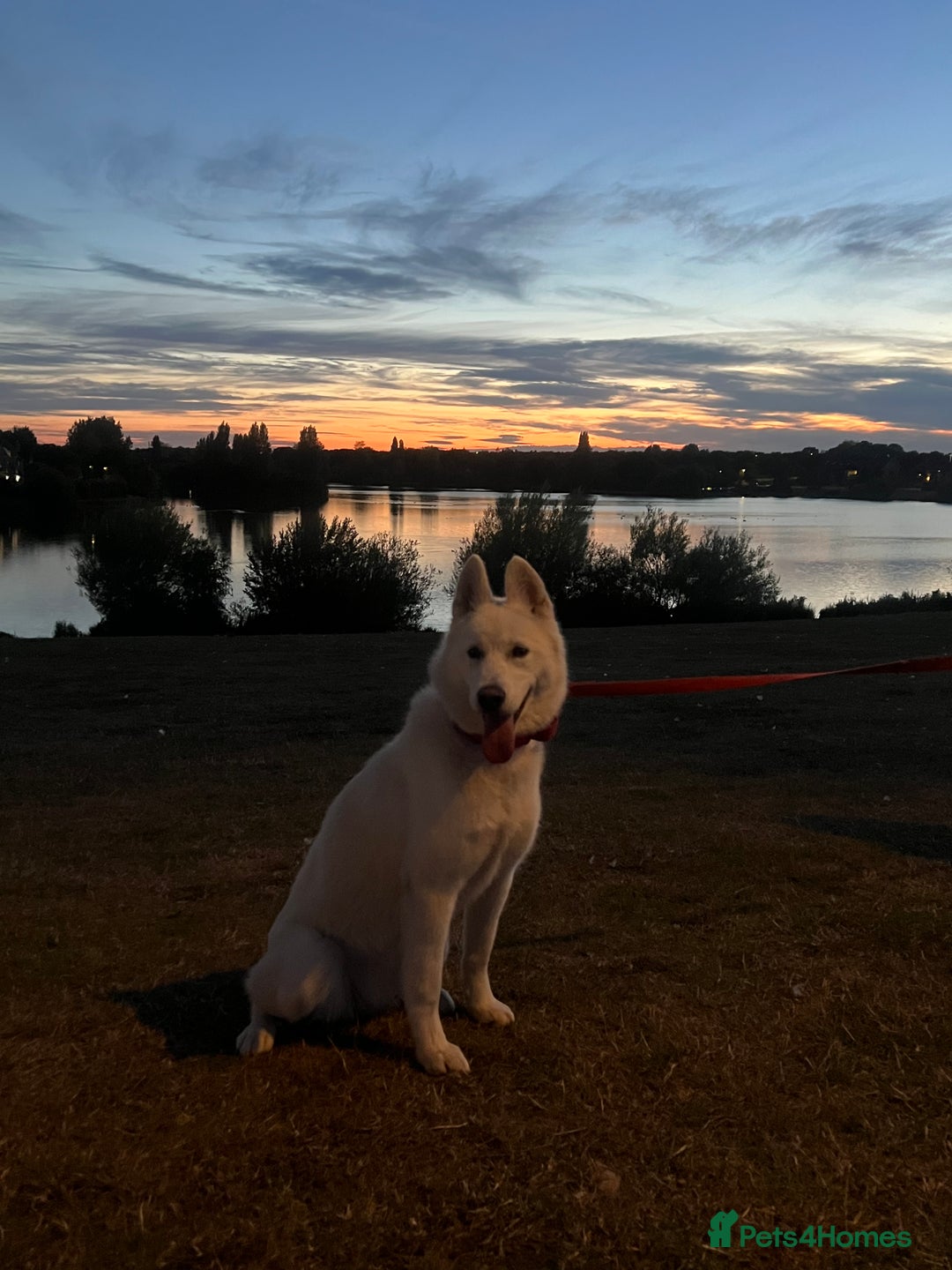 Siberian Husky dogs for sale: Girl Siberian husky  - Advert 1