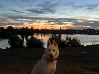 Siberian Husky dogs Girl Siberian husky - Advert 1