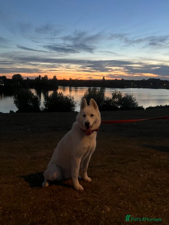 Siberian Husky dogs Girl Siberian husky - Advert 1