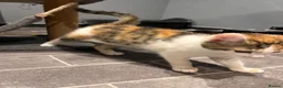 Mixed Breed cats for sale: Ginger male and calico female - Advert 11