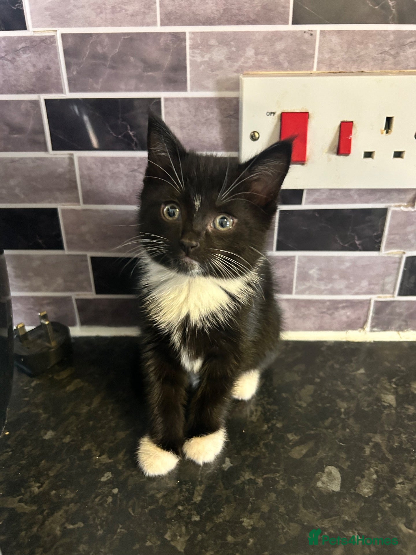 Mixed Breed cats for sale: Last 1 looking for their forever home  - Advert 2