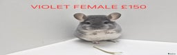 Chinchilla rodents for sale: STUNNING BABIES CHINCHILLA MIX COLOURS AND GENDER  - Advert 4