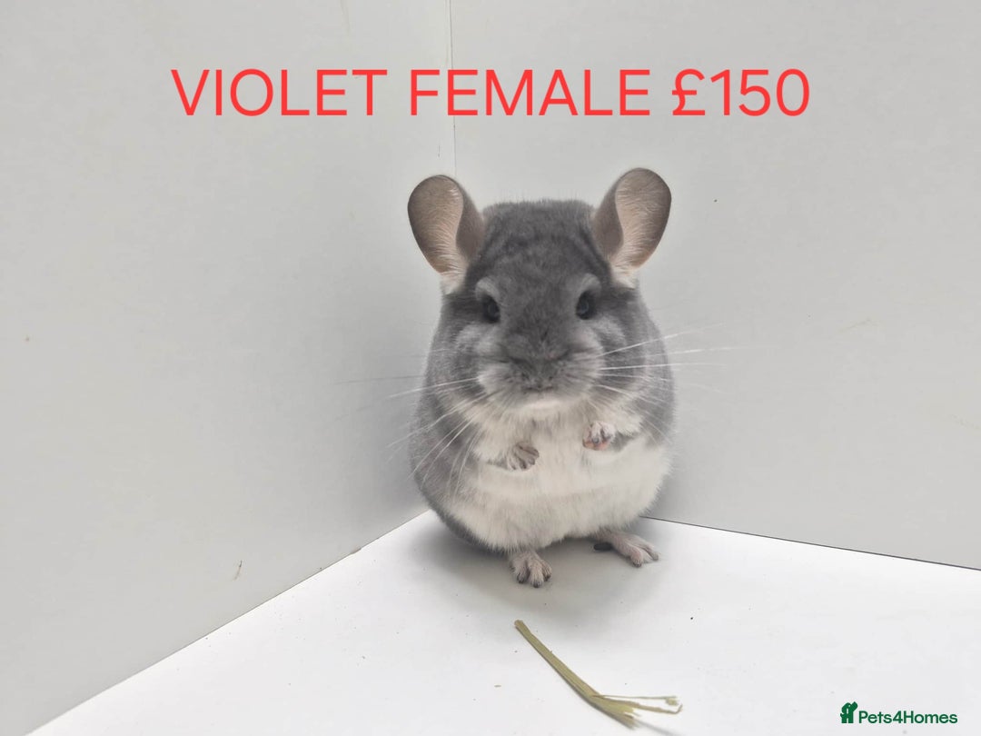 Chinchilla rodents for sale: STUNNING BABIES CHINCHILLA MIX COLOURS AND GENDER  - Advert 4