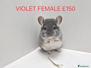 Chinchilla rodents STUNNING BABIES CHINCHILLA MIX COLOURS AND GENDER - Advert 2